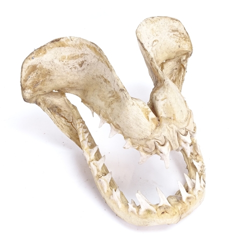 19 - A tiger shark jaw, with original teeth, length 22cm