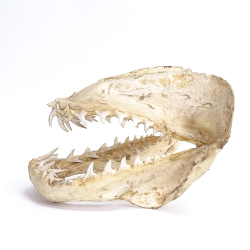 19 - A tiger shark jaw, with original teeth, length 22cm