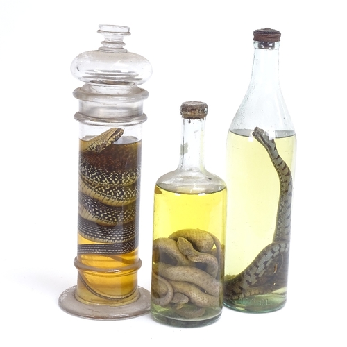 31 - TAXIDERMY - 3 snakes in glass preservation jars, largest jar height 32cm (3)