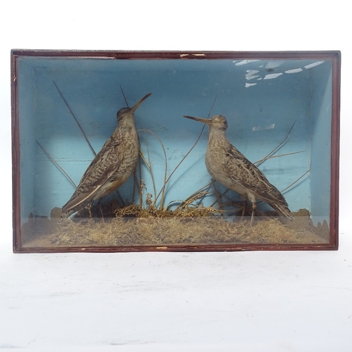 369 - TAXIDERMY - 2 Snipe birds, in naturalistic setting with painted glazed case, case length 44cm