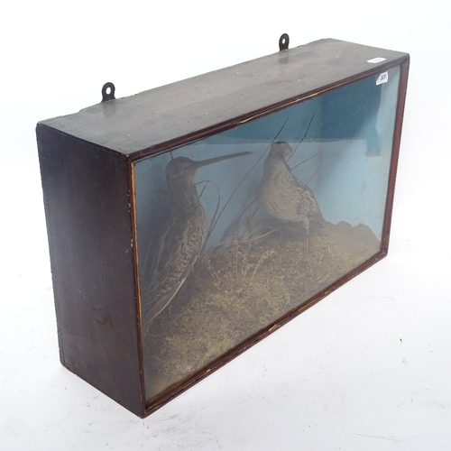 369 - TAXIDERMY - 2 Snipe birds, in naturalistic setting with painted glazed case, case length 44cm