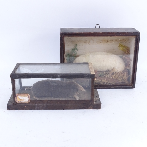 389 - TAXIDERMY - an albino mole in naturalistic surround case, and a plain mole in glazed case, largest c... 