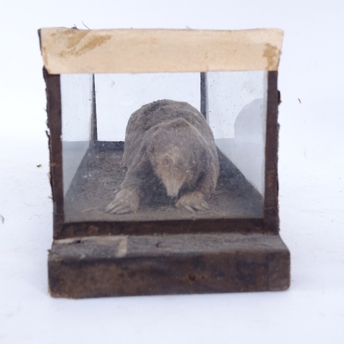 389 - TAXIDERMY - an albino mole in naturalistic surround case, and a plain mole in glazed case, largest c... 