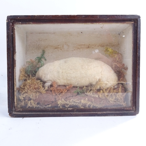 389 - TAXIDERMY - an albino mole in naturalistic surround case, and a plain mole in glazed case, largest c... 