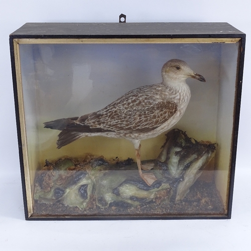 434 - TAXIDERMY - a seagull, in naturalistic surround, glazed case, case height 50cm