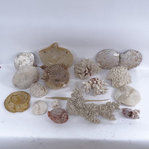 435 - Various natural bleached sea corals, ammonite fossil, dried puffer fish and seahorse