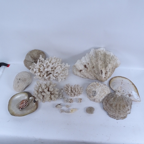 449 - A collection of various natural corals and seashells