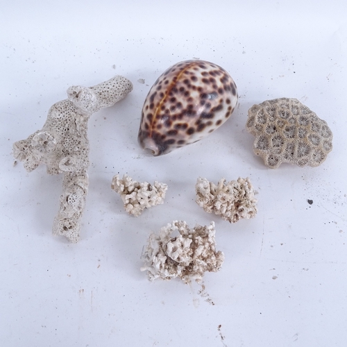 449 - A collection of various natural corals and seashells