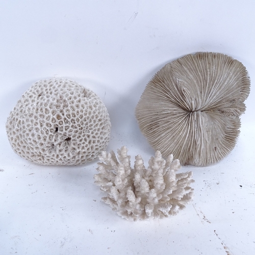 449 - A collection of various natural corals and seashells