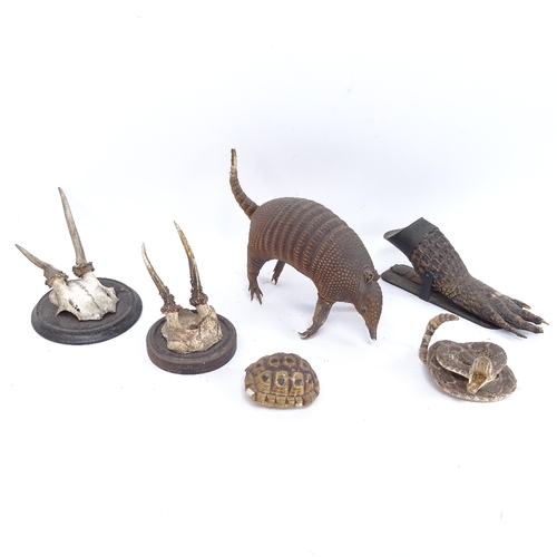 451 - TAXIDERMY - an armadillo, a striking rattlesnake, a crocodile foot paper clip, blonde tortoiseshell,... 