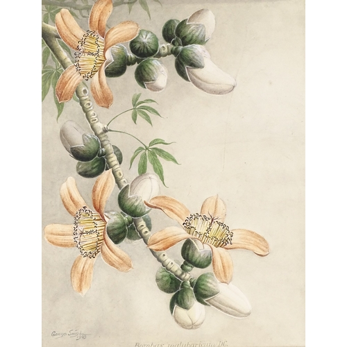 1293 - Sardar Ganda Thakar Singh (Indian 1899 - 1976), watercolour, botanical study, Bombax Malubaricum DC,... 