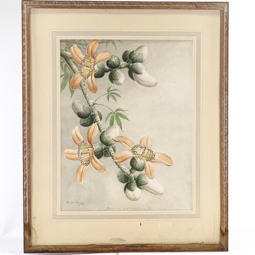 1293 - Sardar Ganda Thakar Singh (Indian 1899 - 1976), watercolour, botanical study, Bombax Malubaricum DC,... 