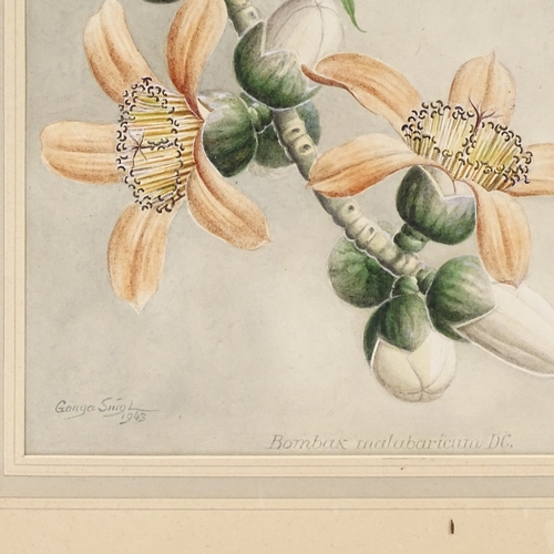 1293 - Sardar Ganda Thakar Singh (Indian 1899 - 1976), watercolour, botanical study, Bombax Malubaricum DC,... 