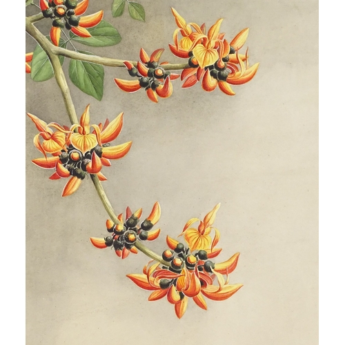 1294 - Sardar Ganda Thakar Singh (Indian 1899 - 1976), watercolour, botanical study, Butea Frondosa Roxb, s... 