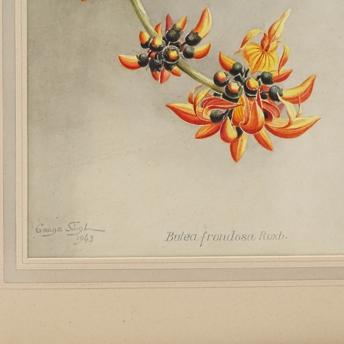 1294 - Sardar Ganda Thakar Singh (Indian 1899 - 1976), watercolour, botanical study, Butea Frondosa Roxb, s... 