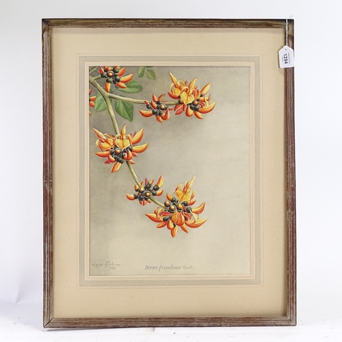 1294 - Sardar Ganda Thakar Singh (Indian 1899 - 1976), watercolour, botanical study, Butea Frondosa Roxb, s... 