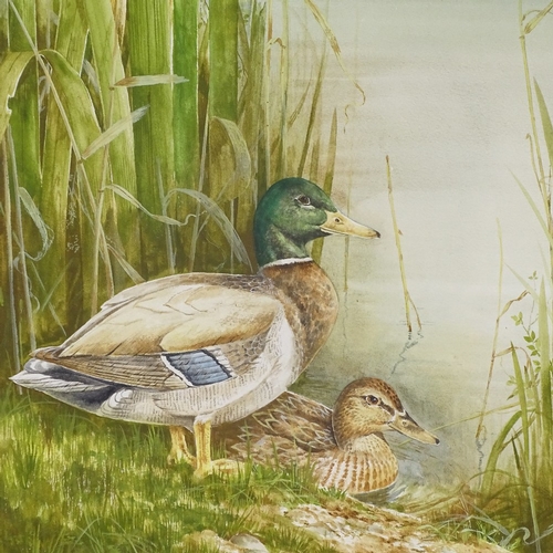 1310 - Robert Coppillie, watercolour, 2 ducks, signed, 18