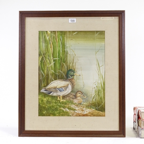 1310 - Robert Coppillie, watercolour, 2 ducks, signed, 18