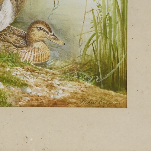 1310 - Robert Coppillie, watercolour, 2 ducks, signed, 18