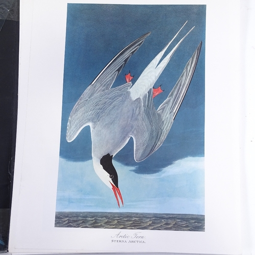 1253 - The Audubon Folio containing 26 unframed ornithology prints, sheet size 17