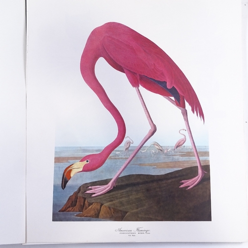 1253 - The Audubon Folio containing 26 unframed ornithology prints, sheet size 17