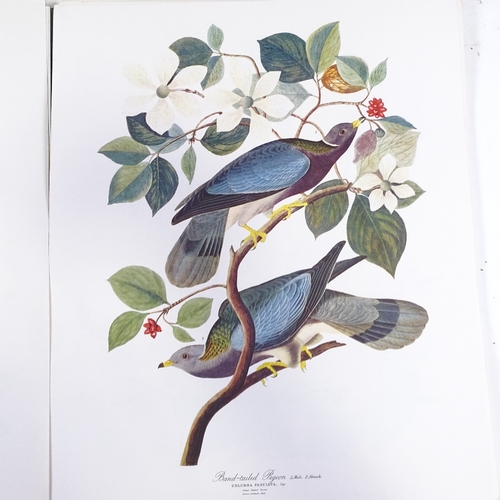 1253 - The Audubon Folio containing 26 unframed ornithology prints, sheet size 17