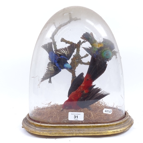 31 - TAXIDERMY - a 19th century diorama of brightly coloured exotic birds, on gilt plinth under glass dom... 