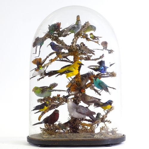 387 - TAXIDERMY - a very good quality mid to late 19th century taxidermic display of exotic birds on a mos... 