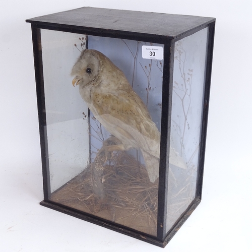 30 - TAXIDERMY - a barn owl, in naturalistic surround, glazed case with faded label, case length 30cm, he... 