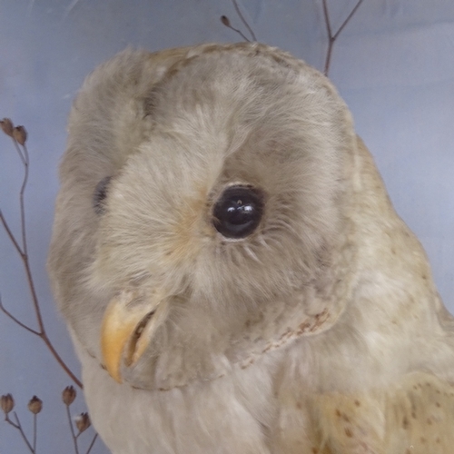 30 - TAXIDERMY - a barn owl, in naturalistic surround, glazed case with faded label, case length 30cm, he... 