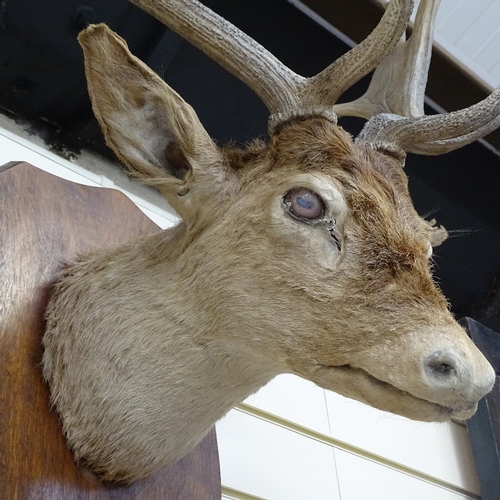 230 - TAXIDERMY - a fallow deer's head mounted on wood shield, shield height 36cm