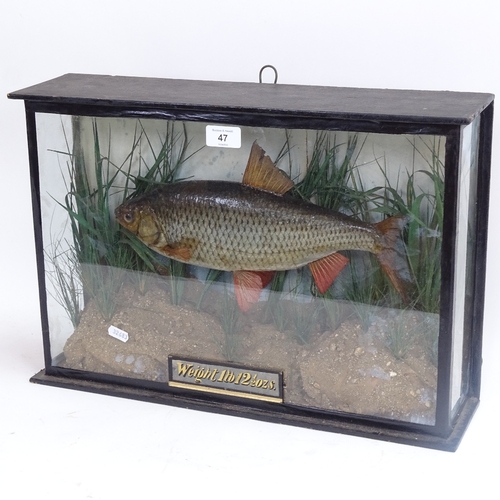 47 - TAXIDERMY - a Victorian roach fish, in naturalistic surround, in glazed case with gilt text 