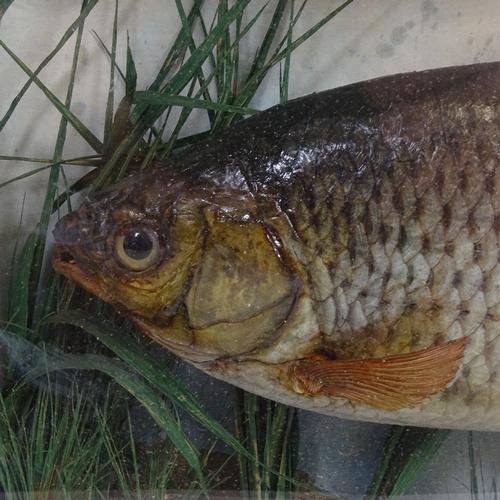 47 - TAXIDERMY - a Victorian roach fish, in naturalistic surround, in glazed case with gilt text 