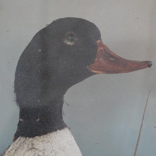 553 - TAXIDERMY - a Shelduck in glazed display case, overall height 55cm