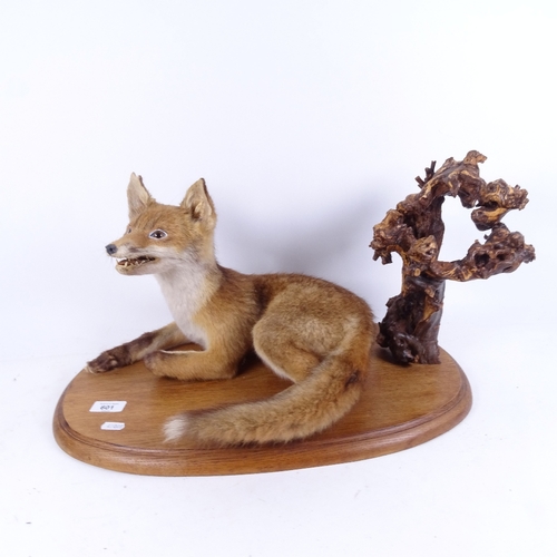 601 - TAXIDERMY - a taxidermic baby fox on oak plinth, plinth length 48cm