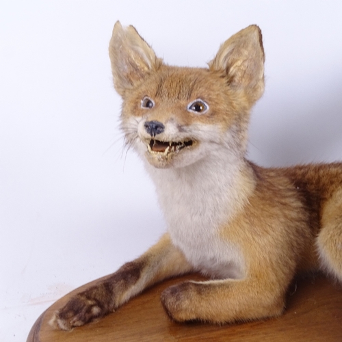 601 - TAXIDERMY - a taxidermic baby fox on oak plinth, plinth length 48cm