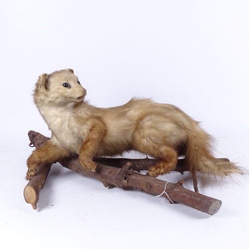 602 - TAXIDERMY - an Antique taxidermic polecat mounted on a branch, length 55cm overall