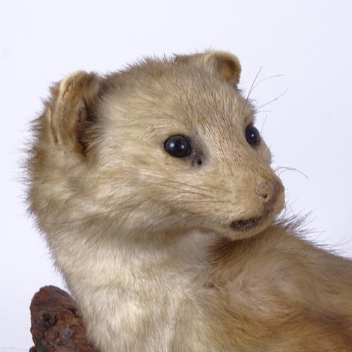 602 - TAXIDERMY - an Antique taxidermic polecat mounted on a branch, length 55cm overall