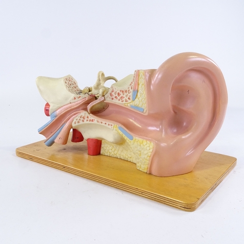 152 - A Museum Service anatomical model ear in original fitted box, plinth length 35cm