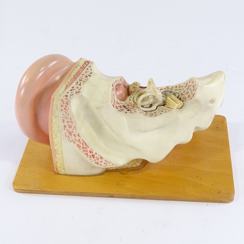 152 - A Museum Service anatomical model ear in original fitted box, plinth length 35cm