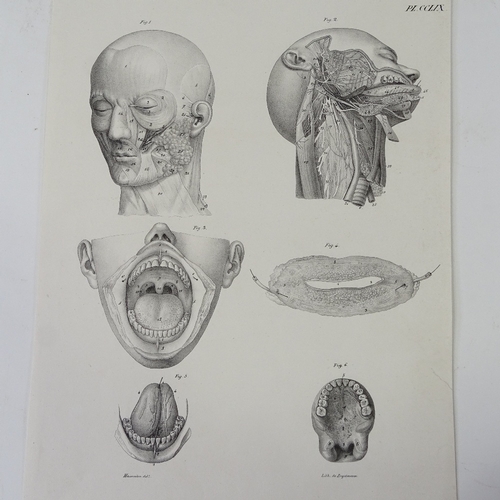 1211 - A group of 19th century anatomical prints