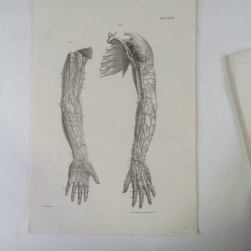 1211 - A group of 19th century anatomical prints