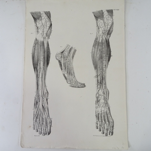 1211 - A group of 19th century anatomical prints