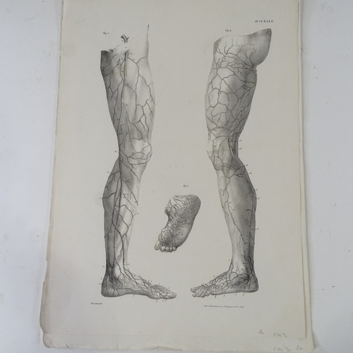 1211 - A group of 19th century anatomical prints