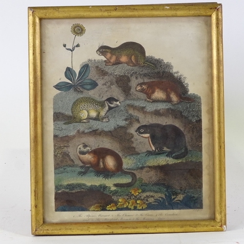 1224 - 2 19th century hand coloured engravings, contrivances for catching birds, and studies of Marmots, 9