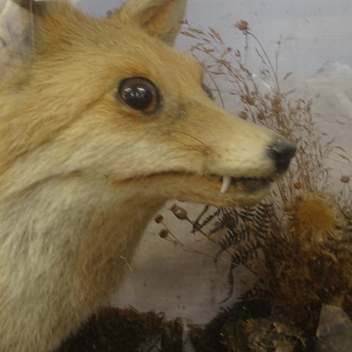 86 - TAXIDERMY - a hunting fox with rabbit, in naturalistic surround and glazed case, case length 115cm, ... 