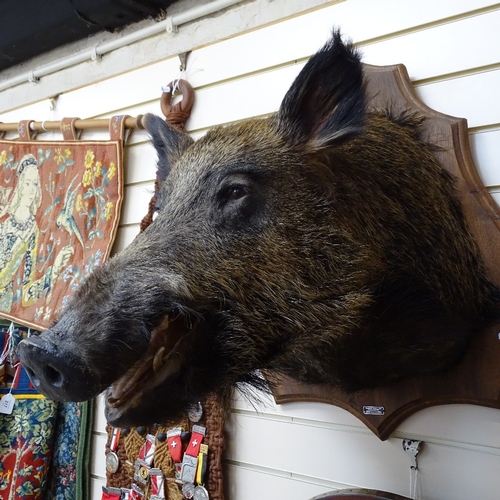 219 - TAXIDERMY - a wild boar's head mounted on oak shield plaque, plaque height 70cm