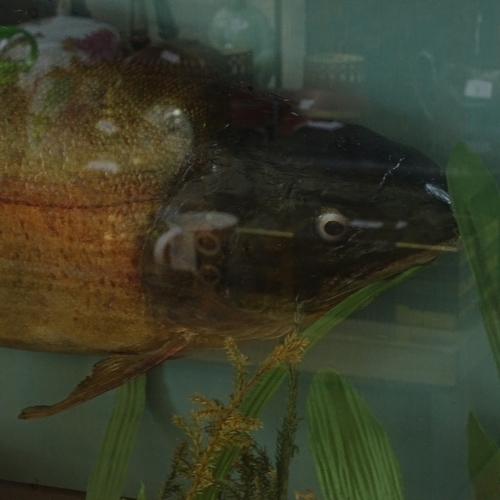 264 - TAXIDERMY - a rainbow trout in naturalistic surround, in glazed case, case length 82cm, height 34cm