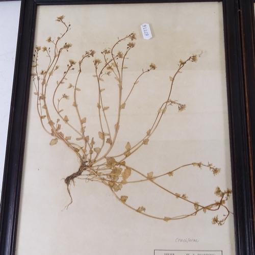 504 - 5 framed early 20th century pressed flowers, with handwritten labels