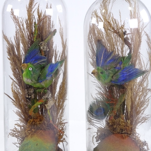 89 - TAXIDERMY - pair of tropical birds under original glass domes, overall height 35cm